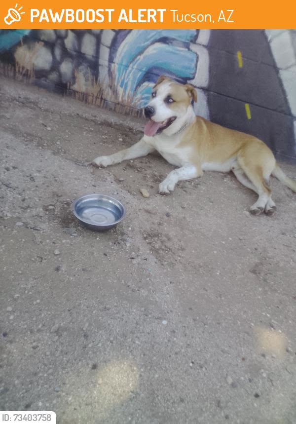 Found dog