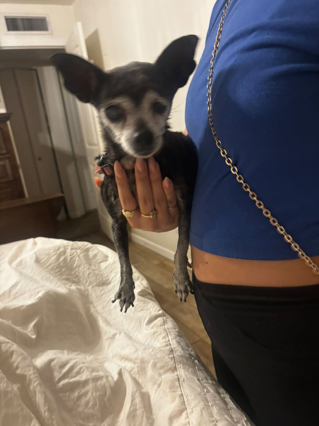 Found dog