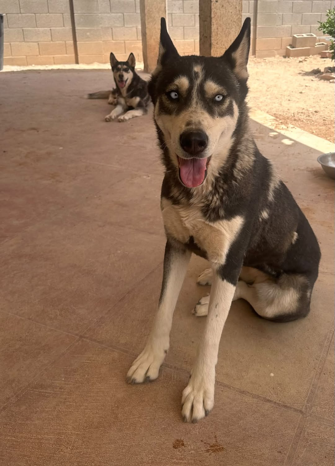 Lost Dog in Drexel And Campbell