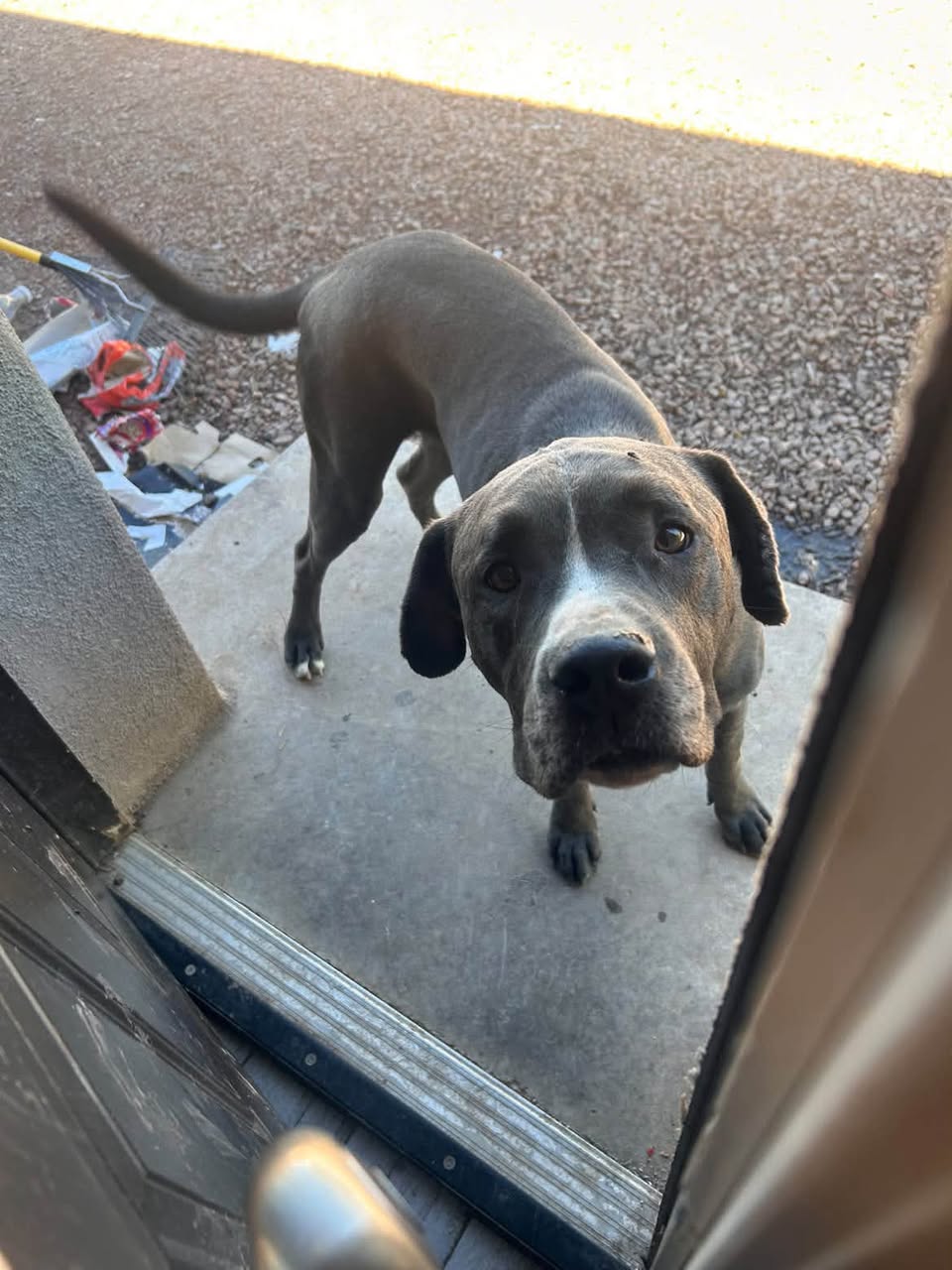 Found dog