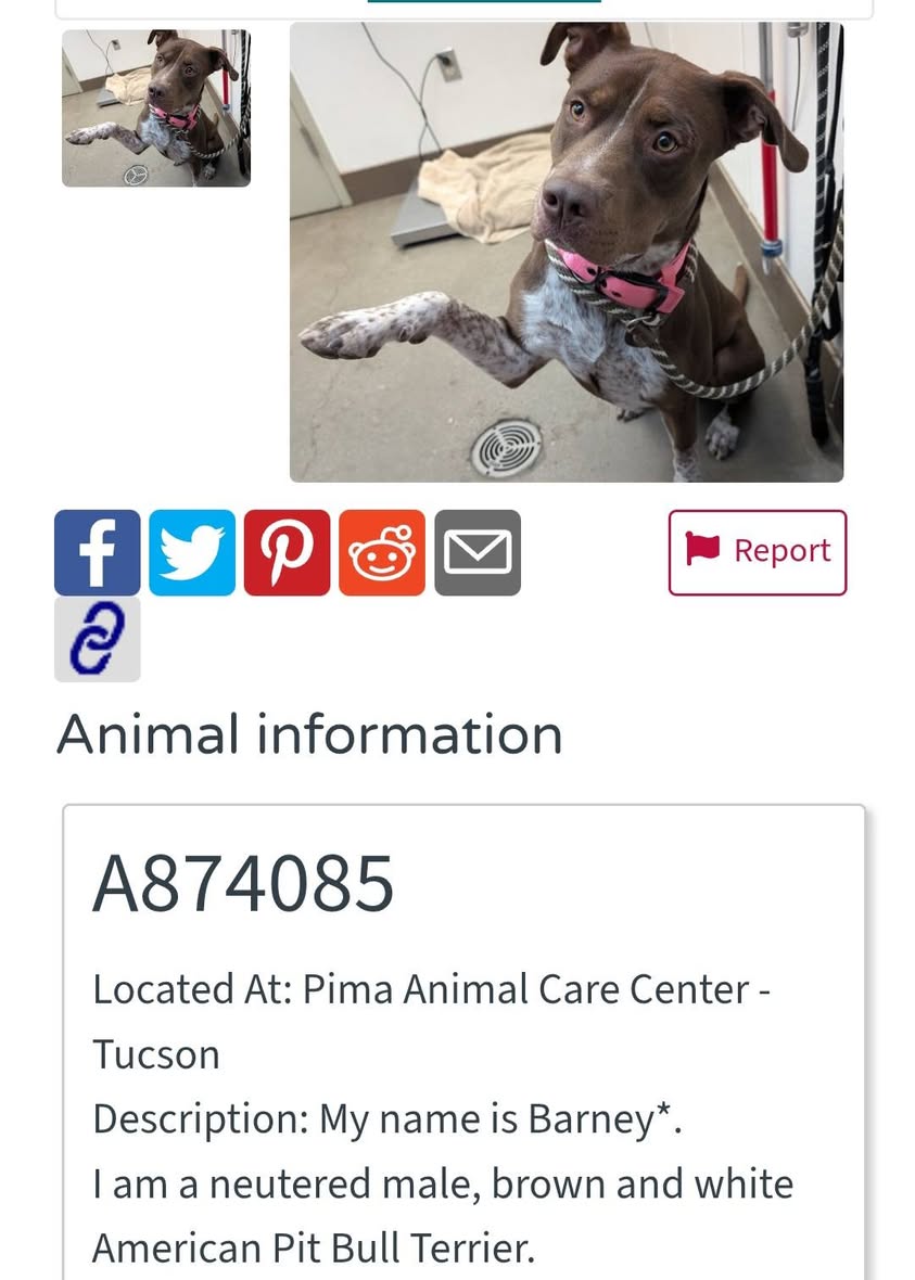 Found dog