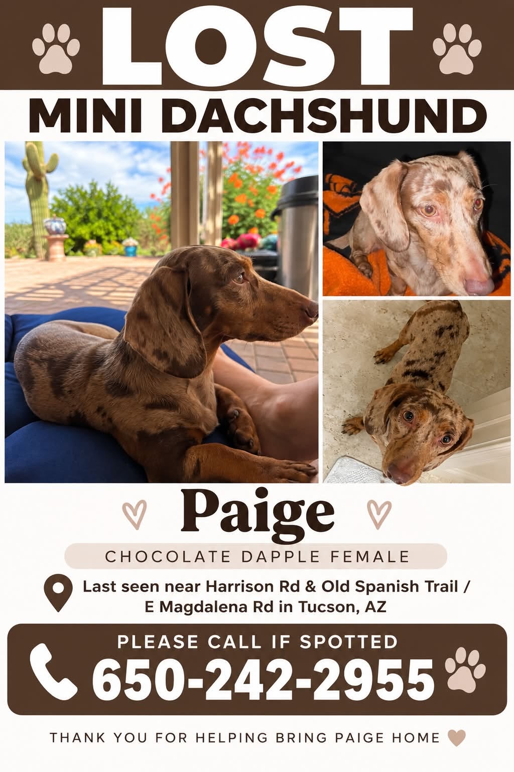 Lost dog