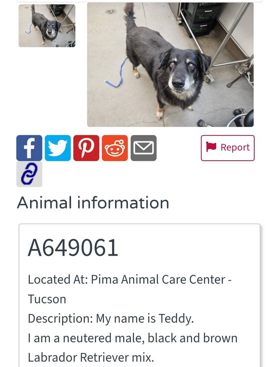 Found dog