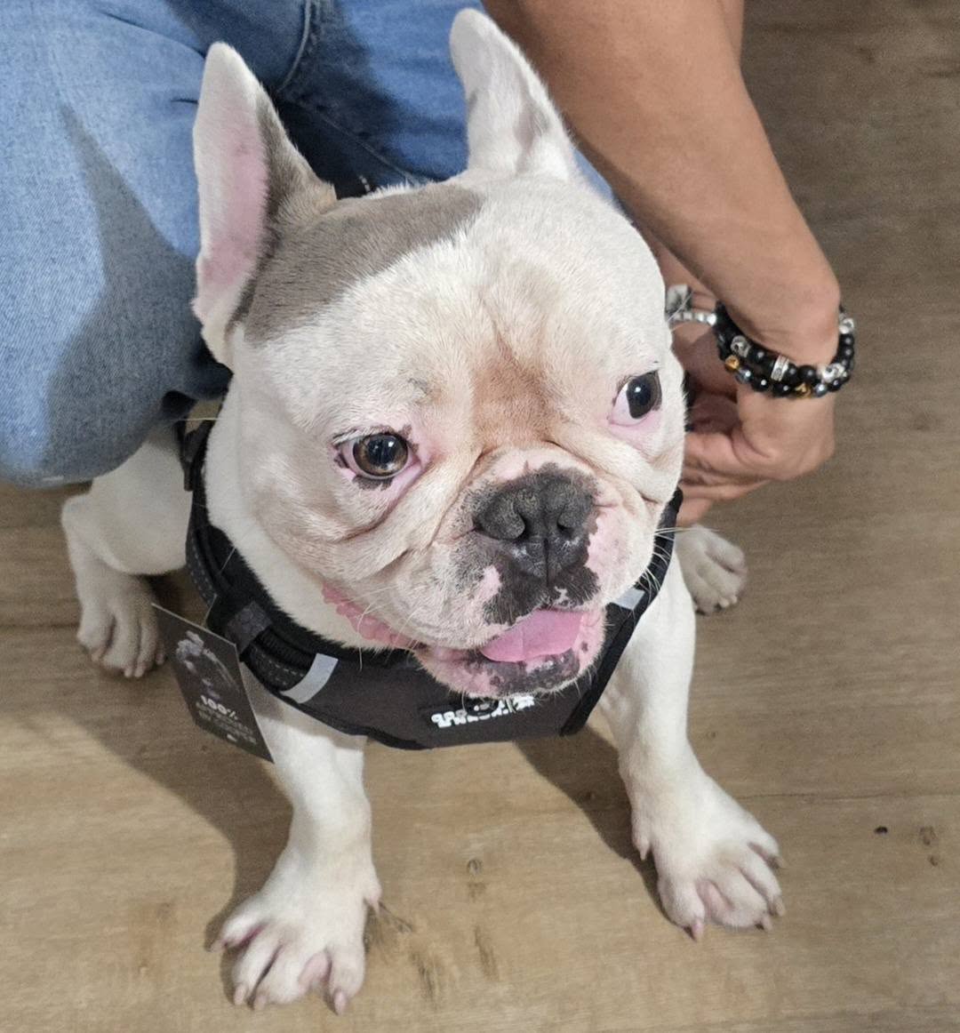 Lost Dog in Valencia & Headley