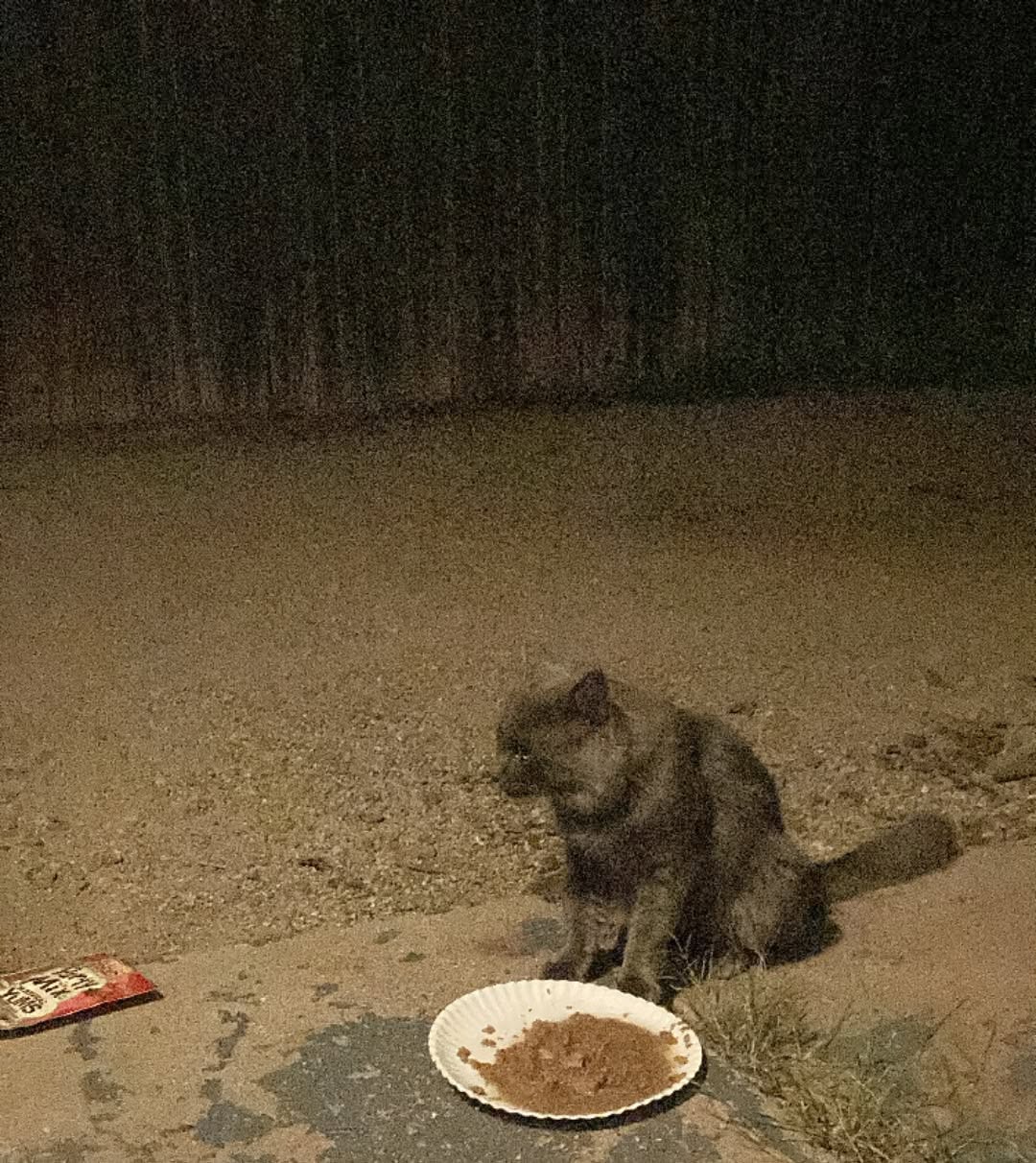 Found cat