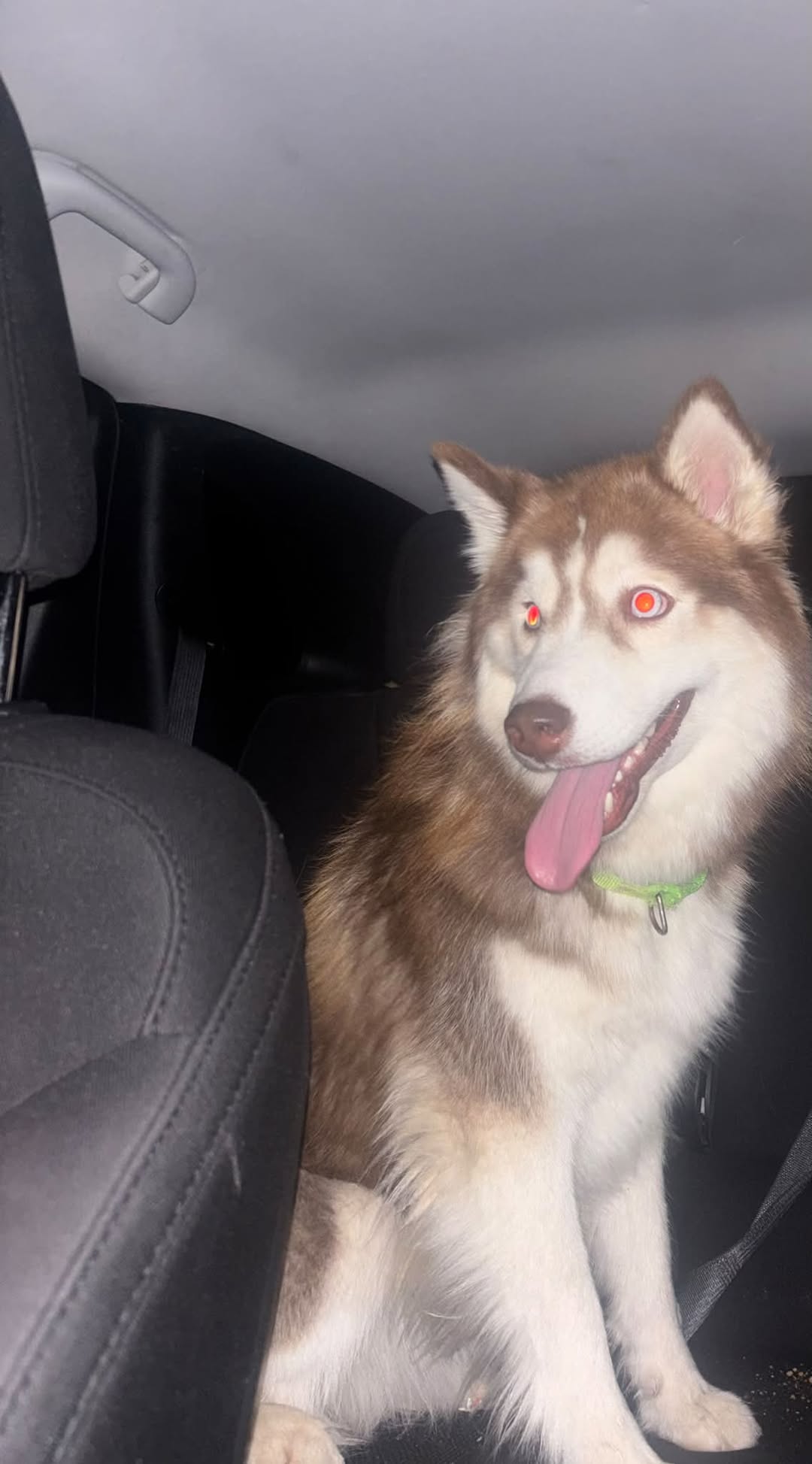 Found dog