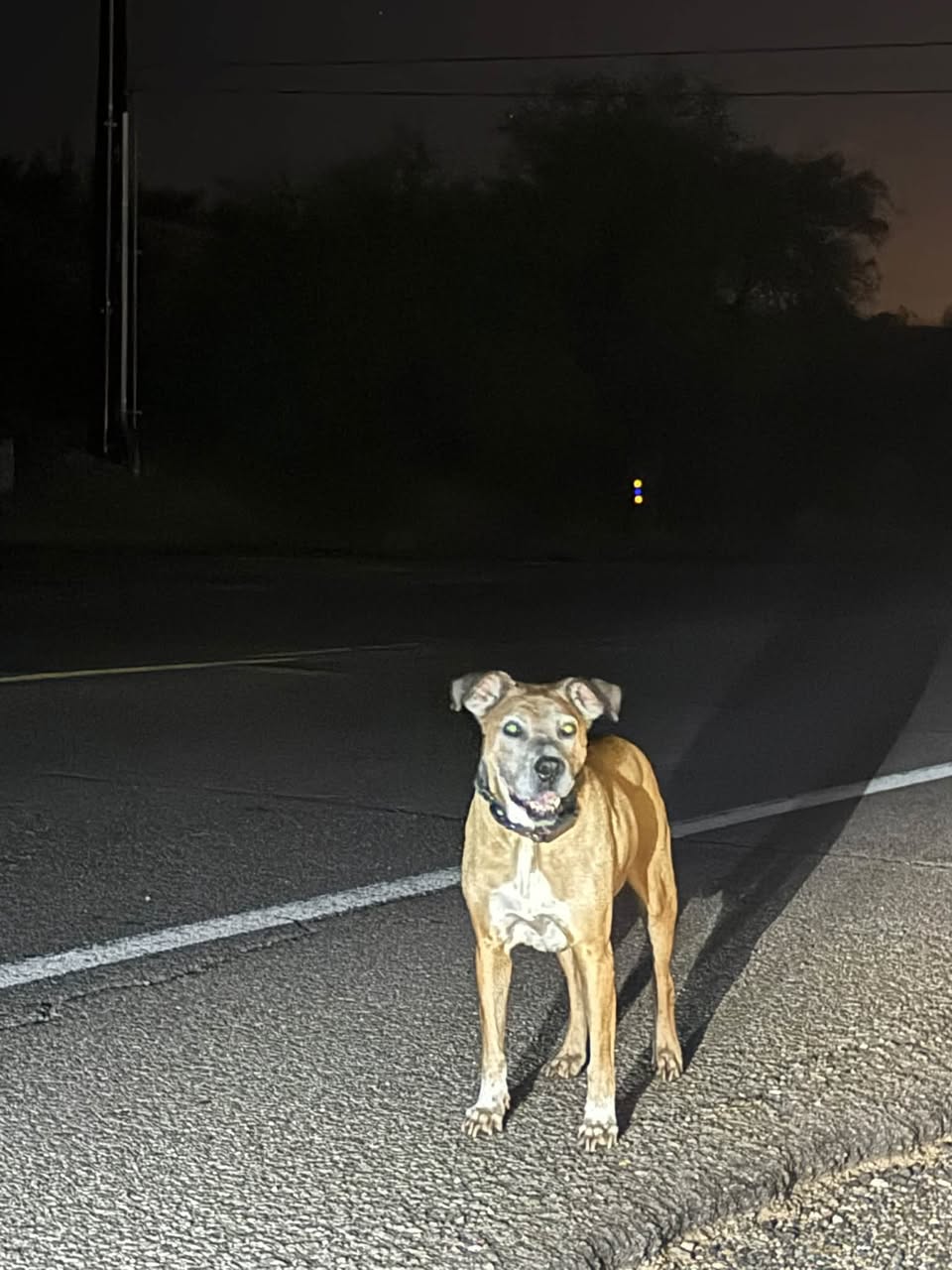 Found dog