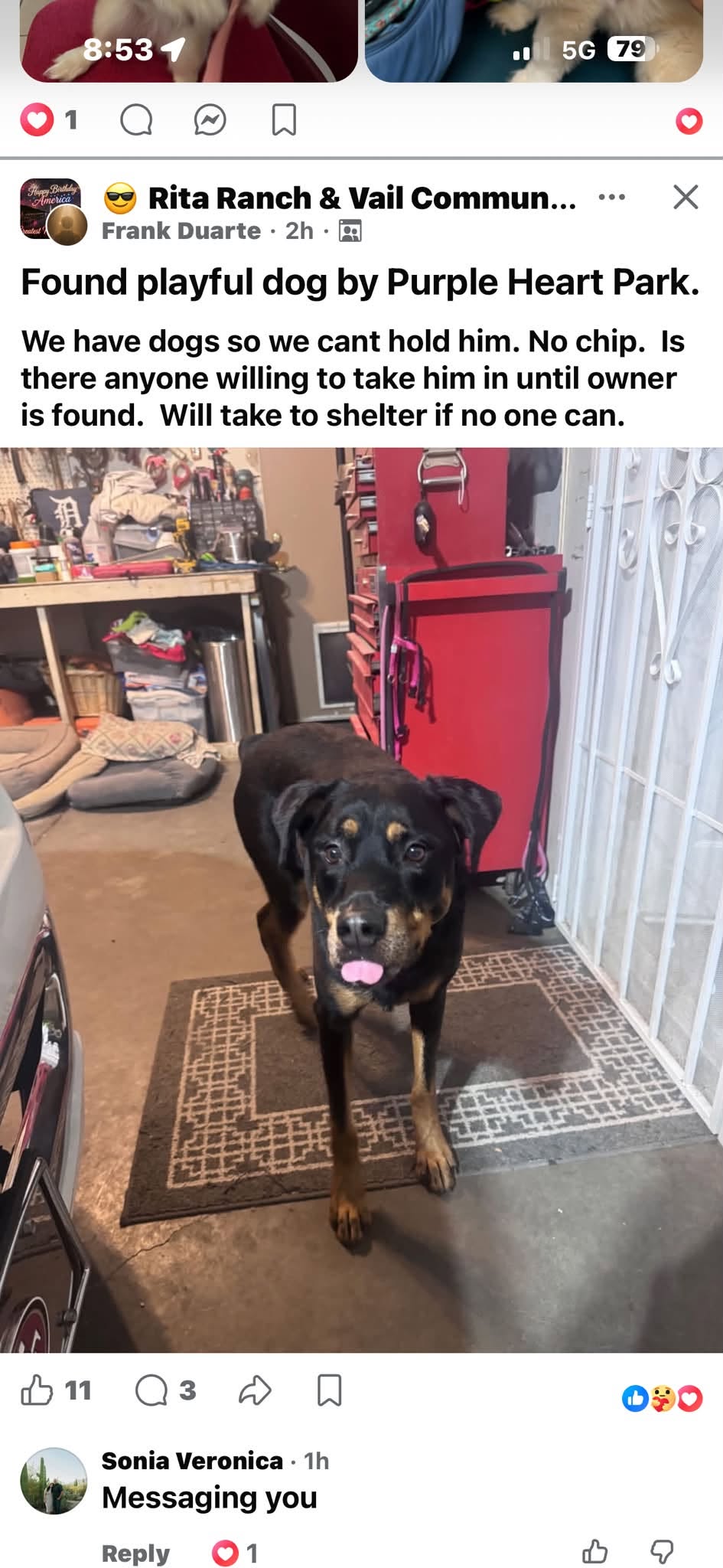 Found dog