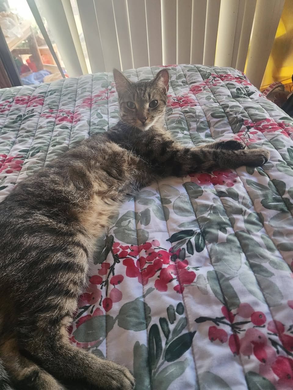 Lost Cat in Tucson