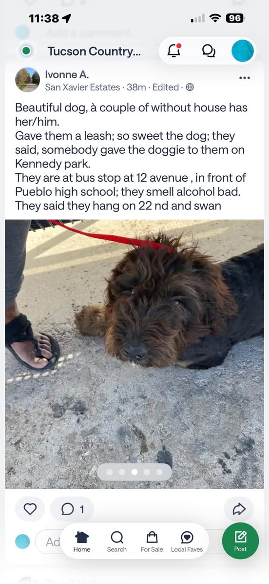 Found dog