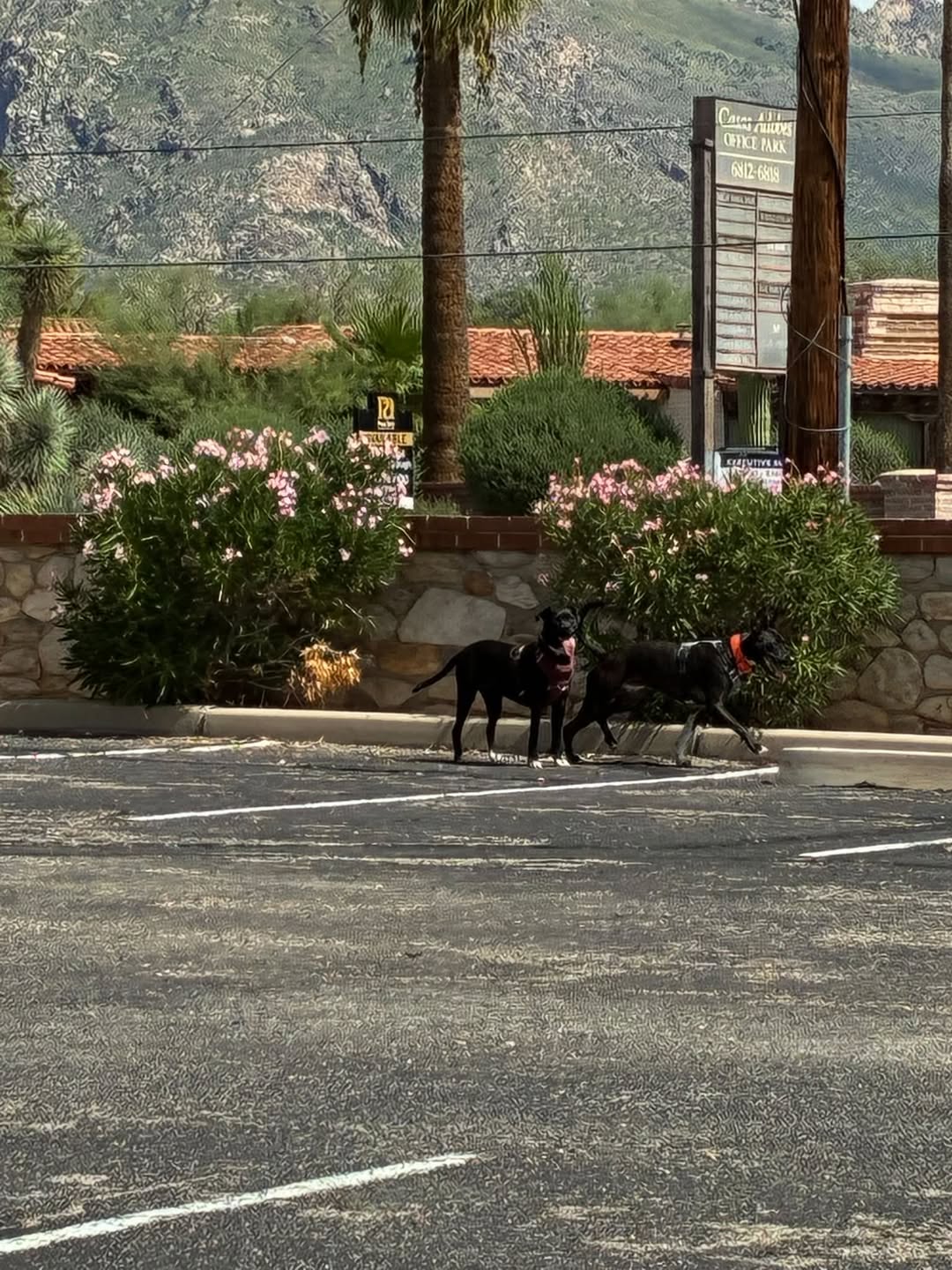 Found dog
