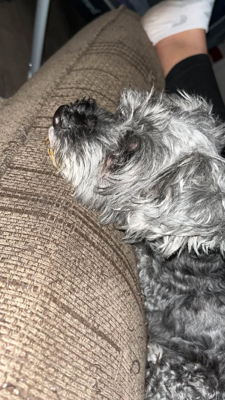 Found dog