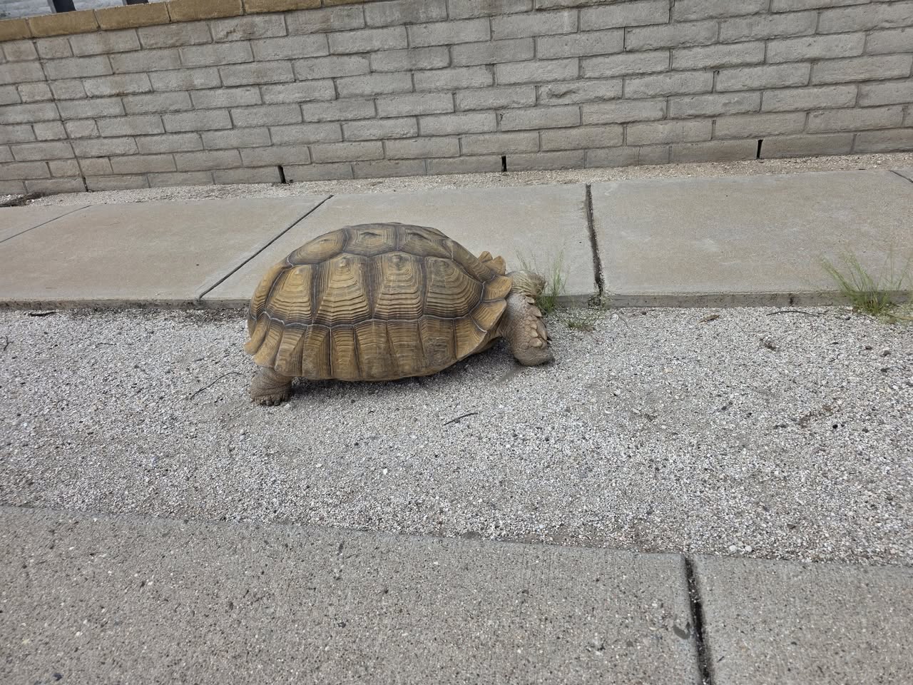 Found tortoise