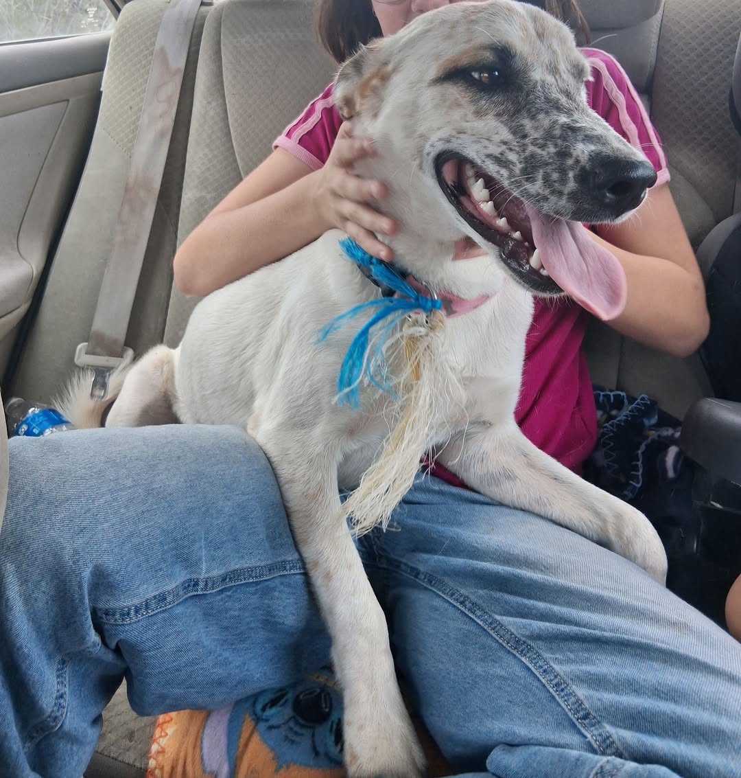 Found dog