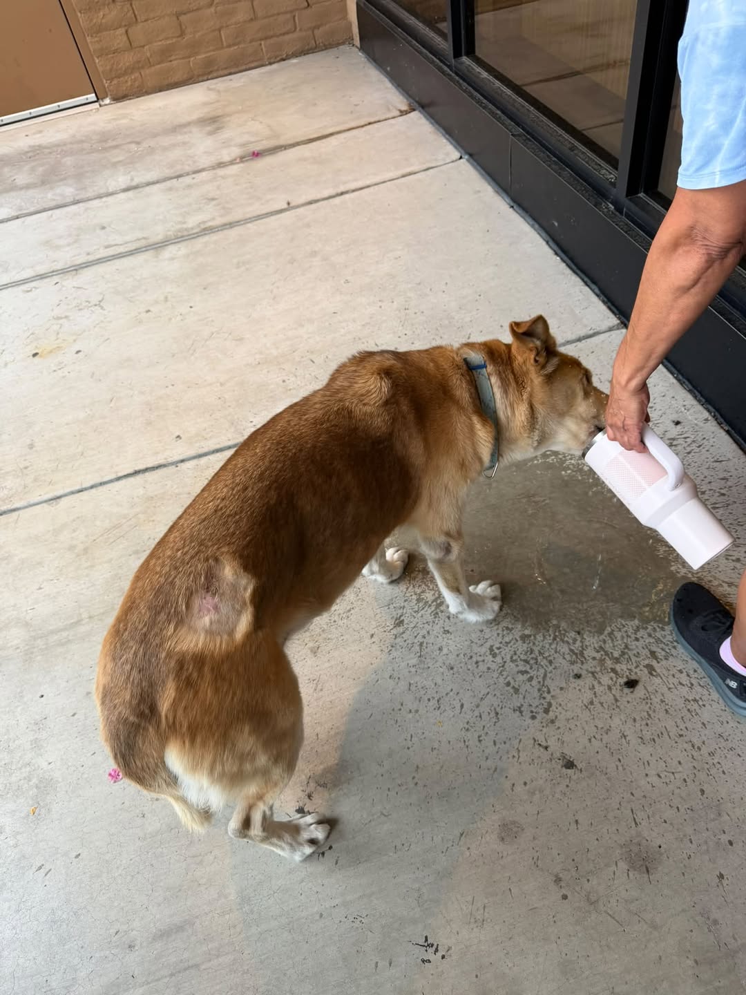 Found dog