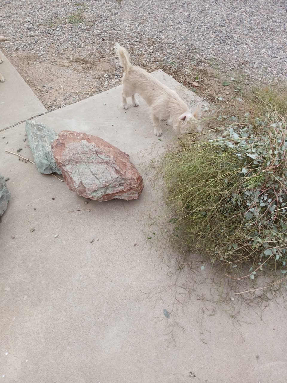 Found dog