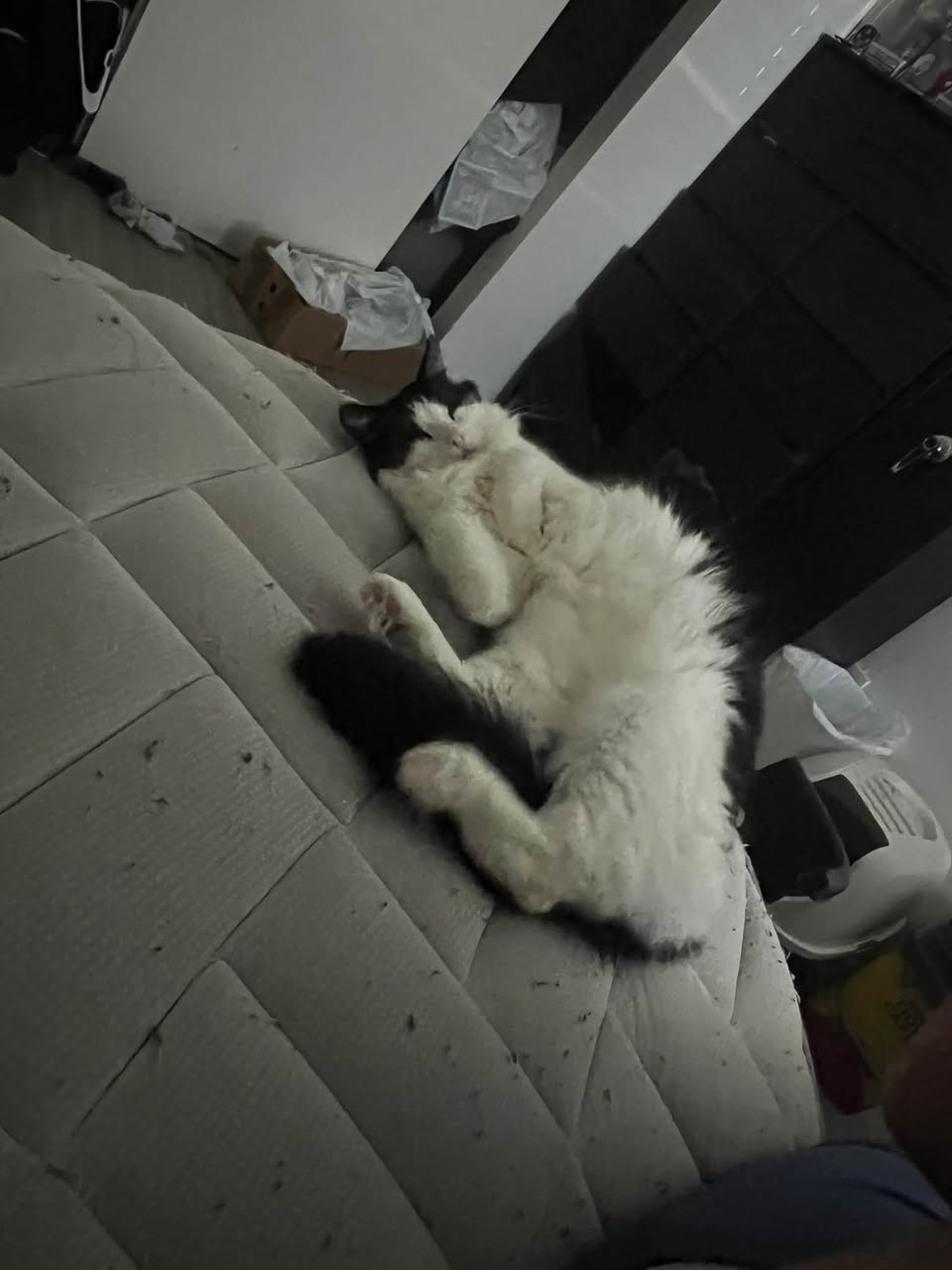 Lost Cat in Tucson