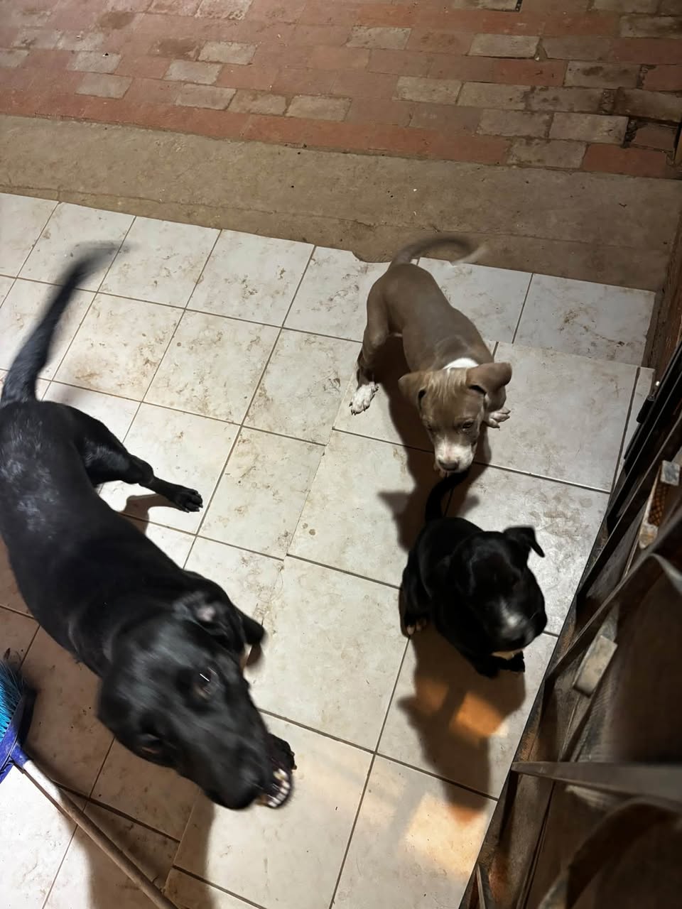 Found dog