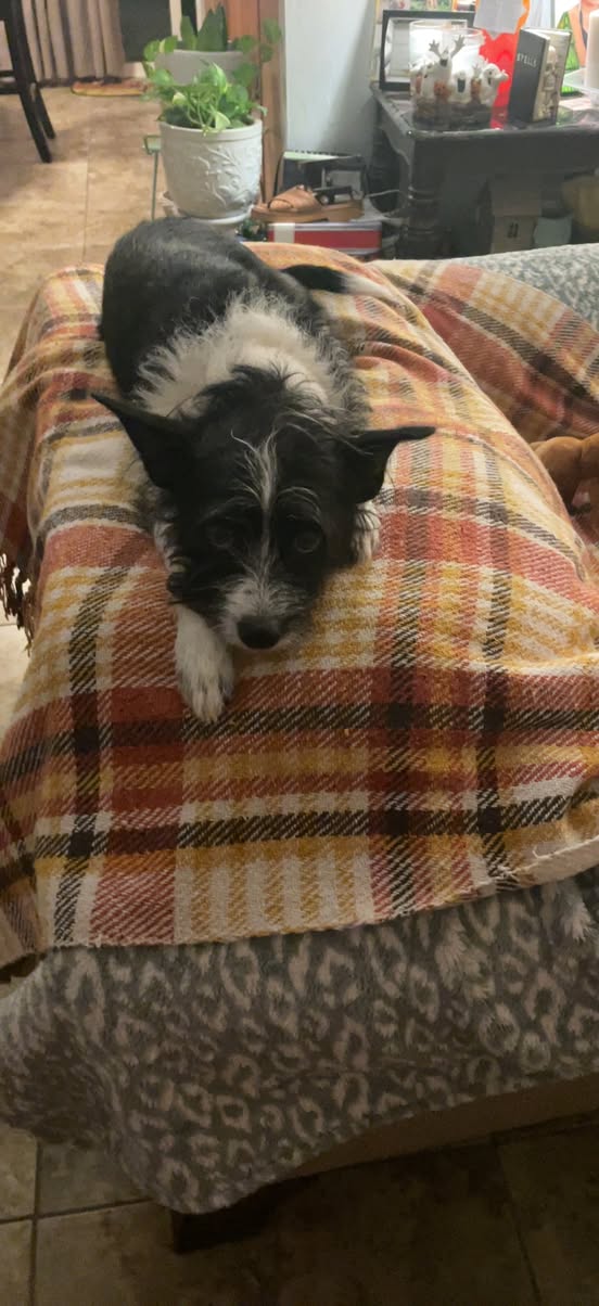 Lost Dog in Tucson