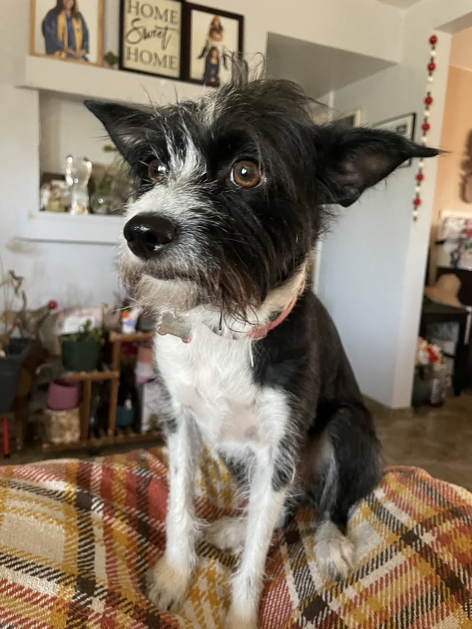 Lost Dog in Tucson