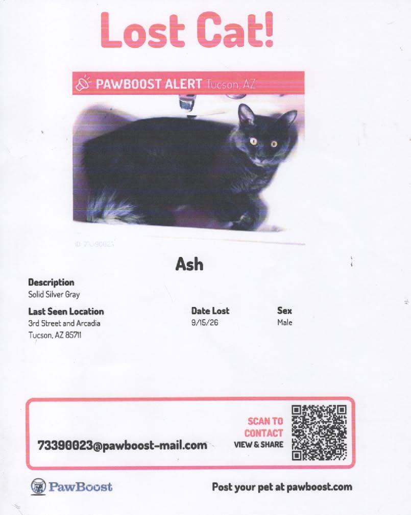 Lost Cat in Tucson