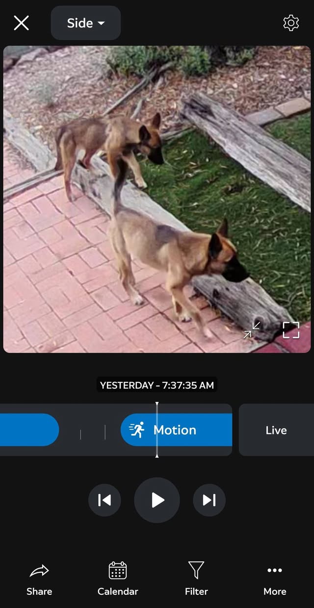 Found dog