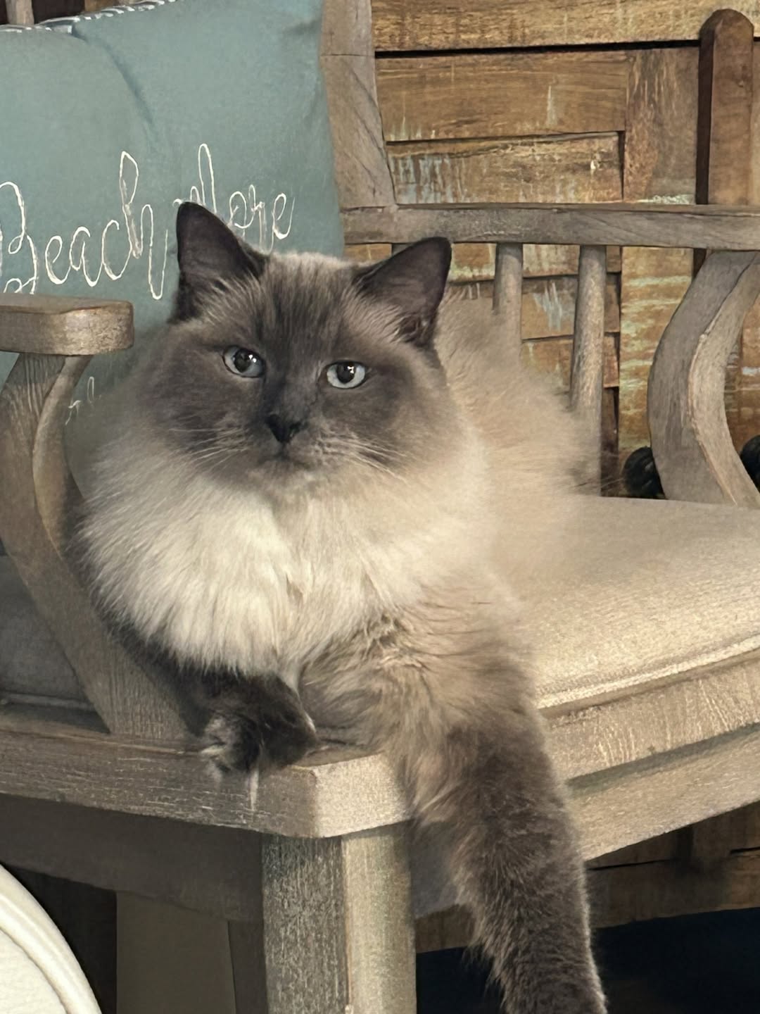 Lost Cat in Tucson