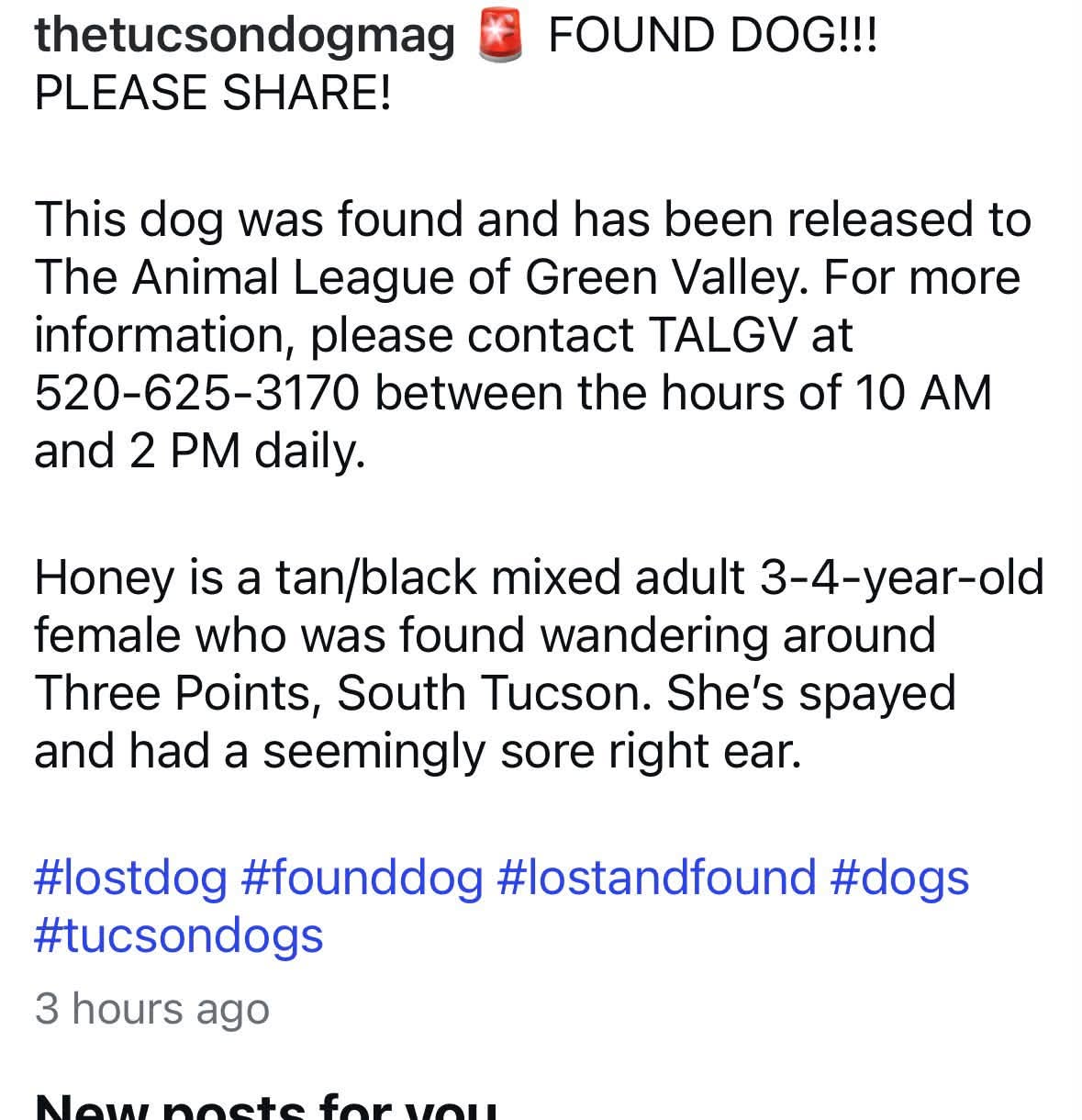 Found dog