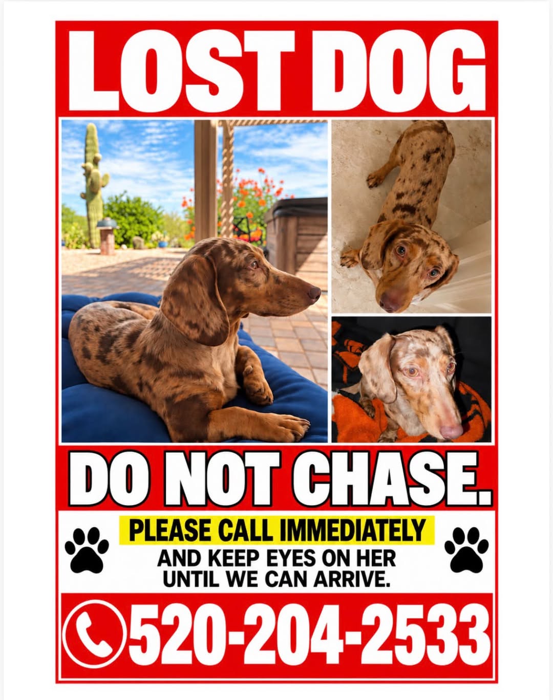 Lost dog