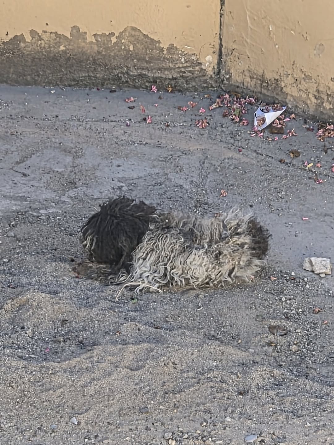 Found dog
