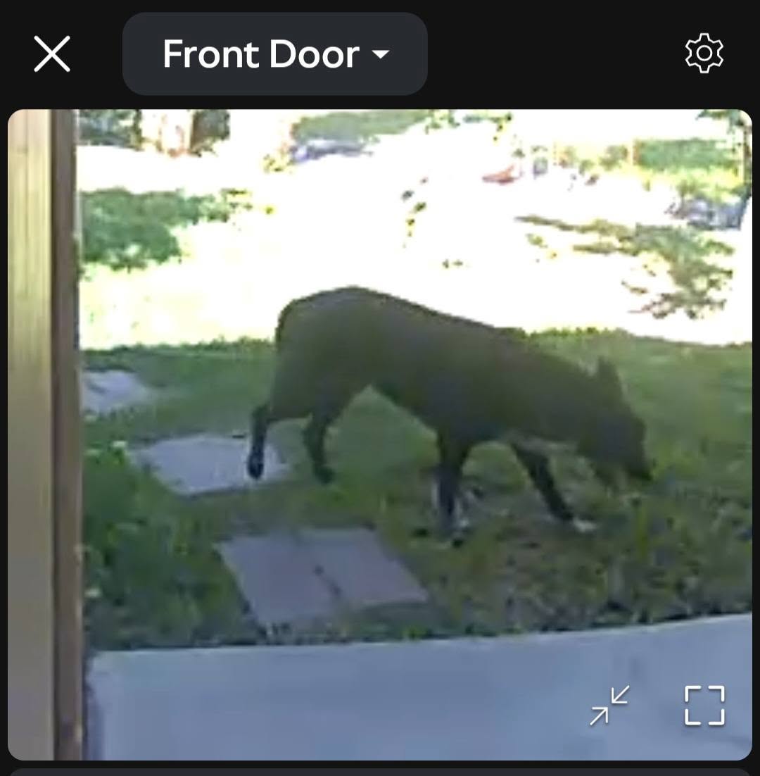 Found dog