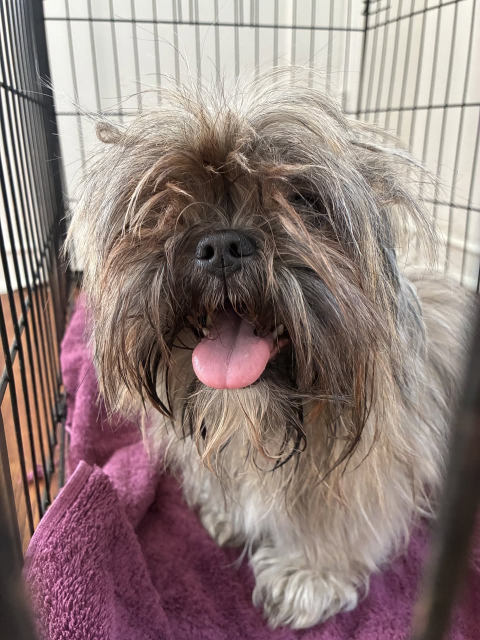 Found dog