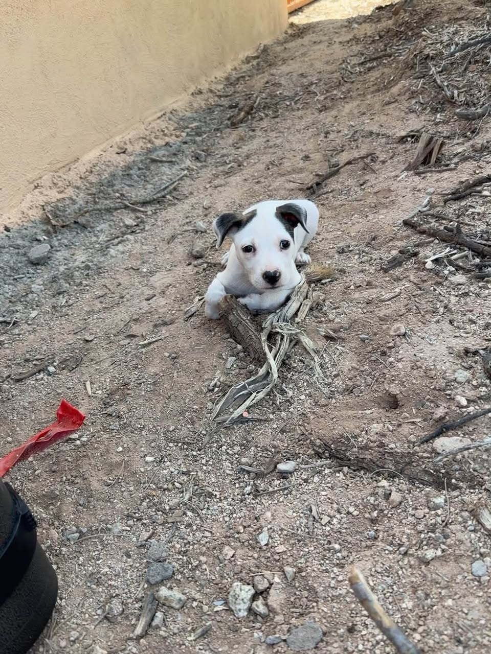 Found dog