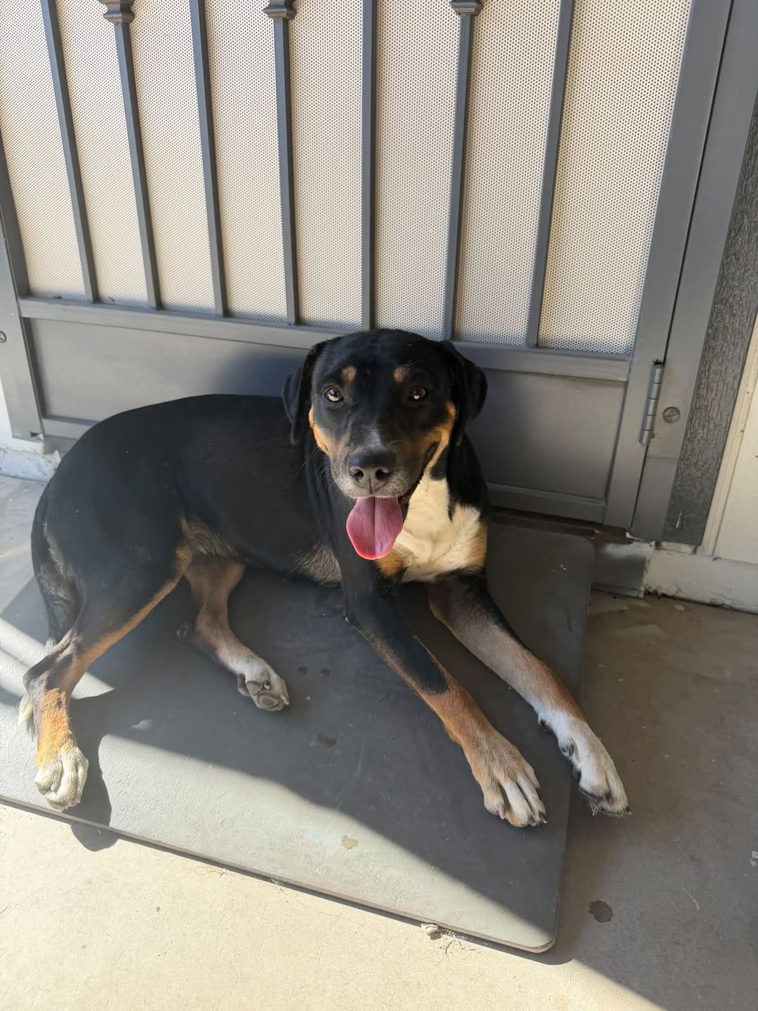 Found dog