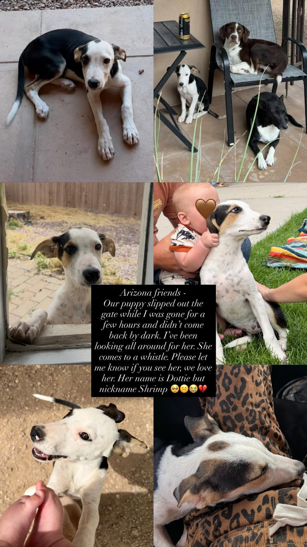 Lost dog