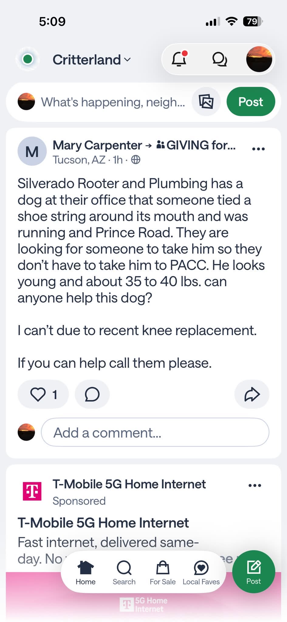Found dog