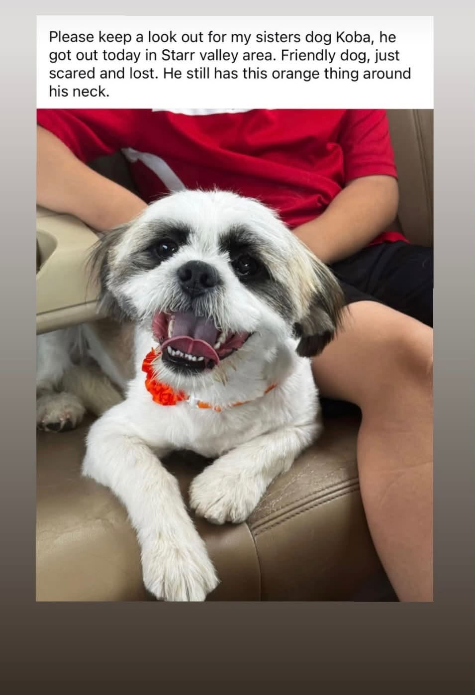 Lost dog
