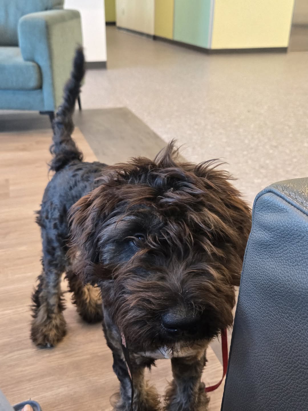 Found dog