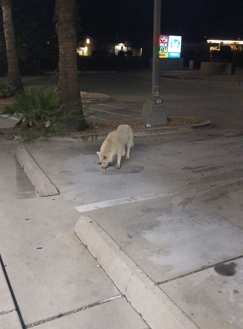 Found dog