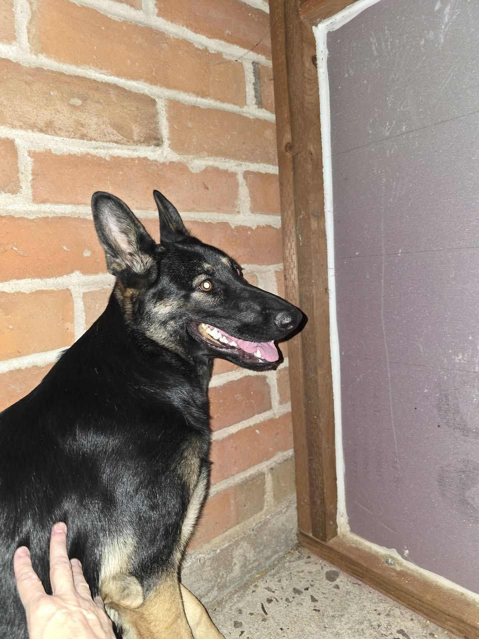 Found dog