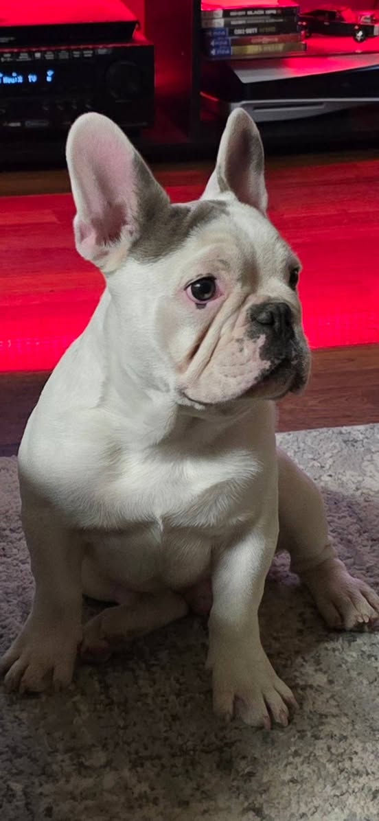 Lost Dog in Valencia & Midvale