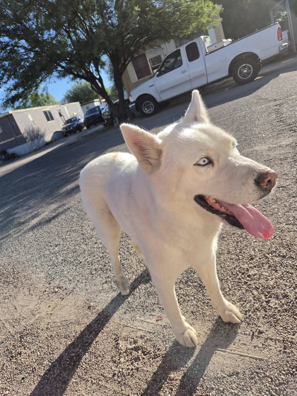 Found dog