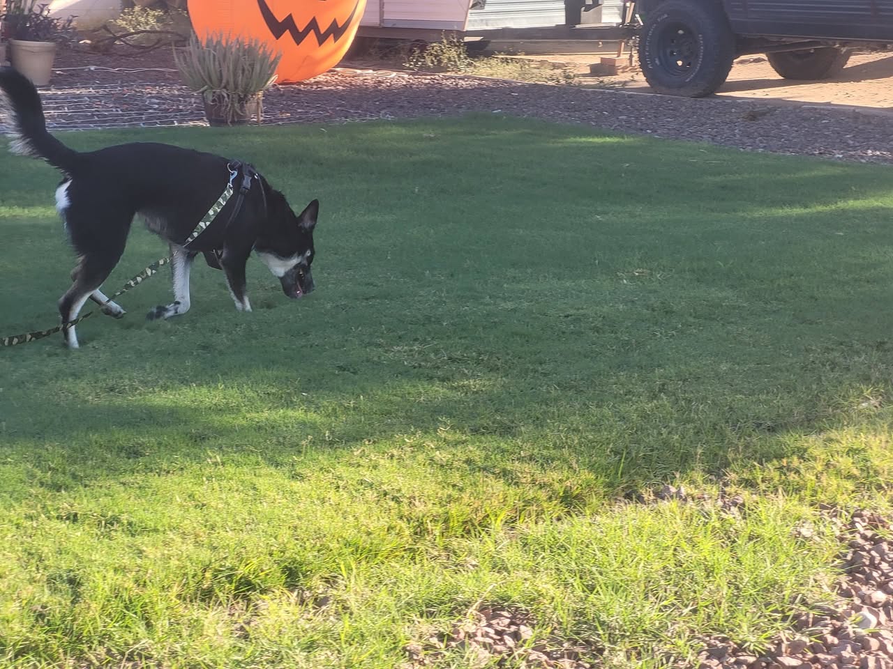 Found dog
