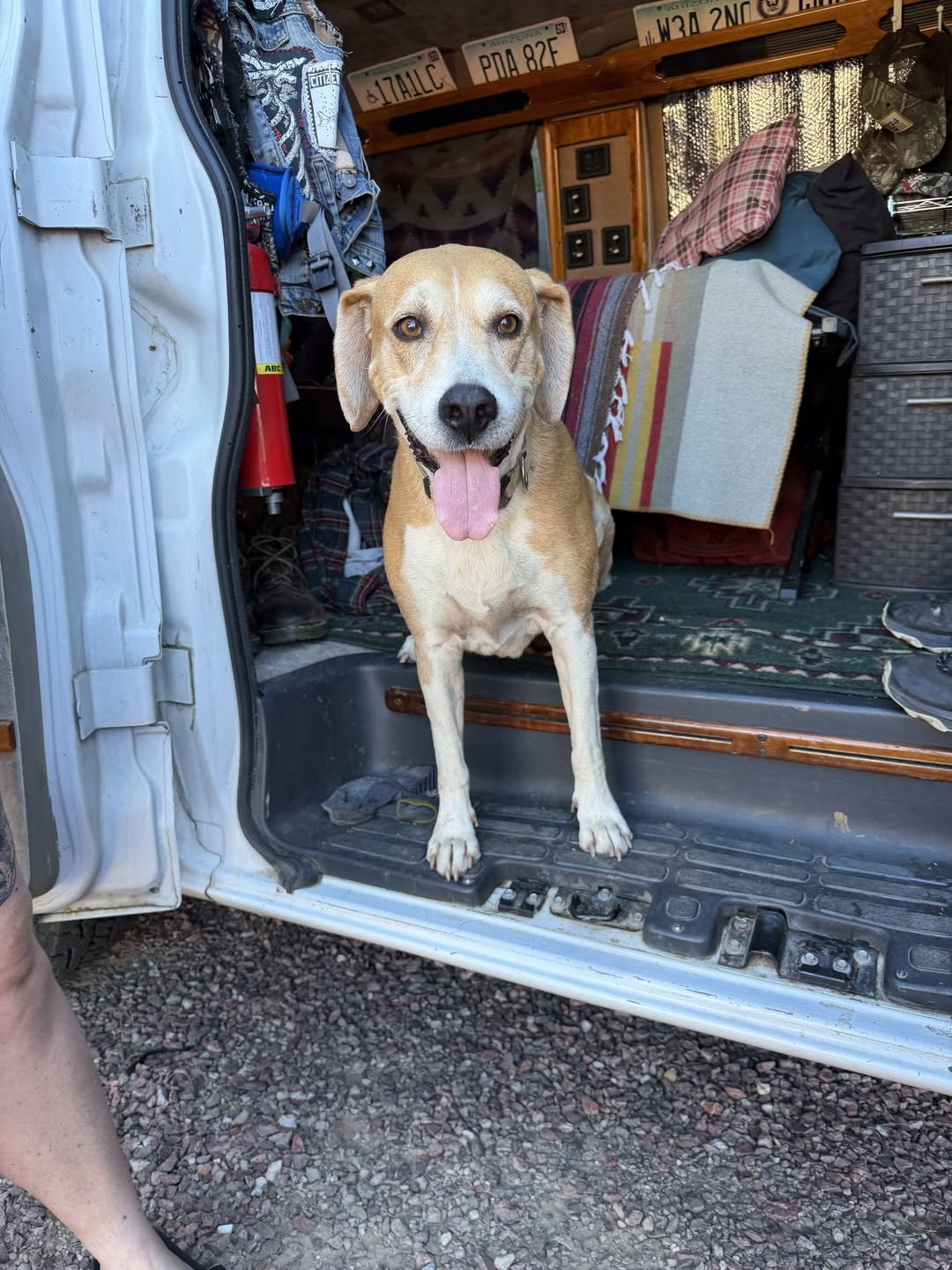 Found dog