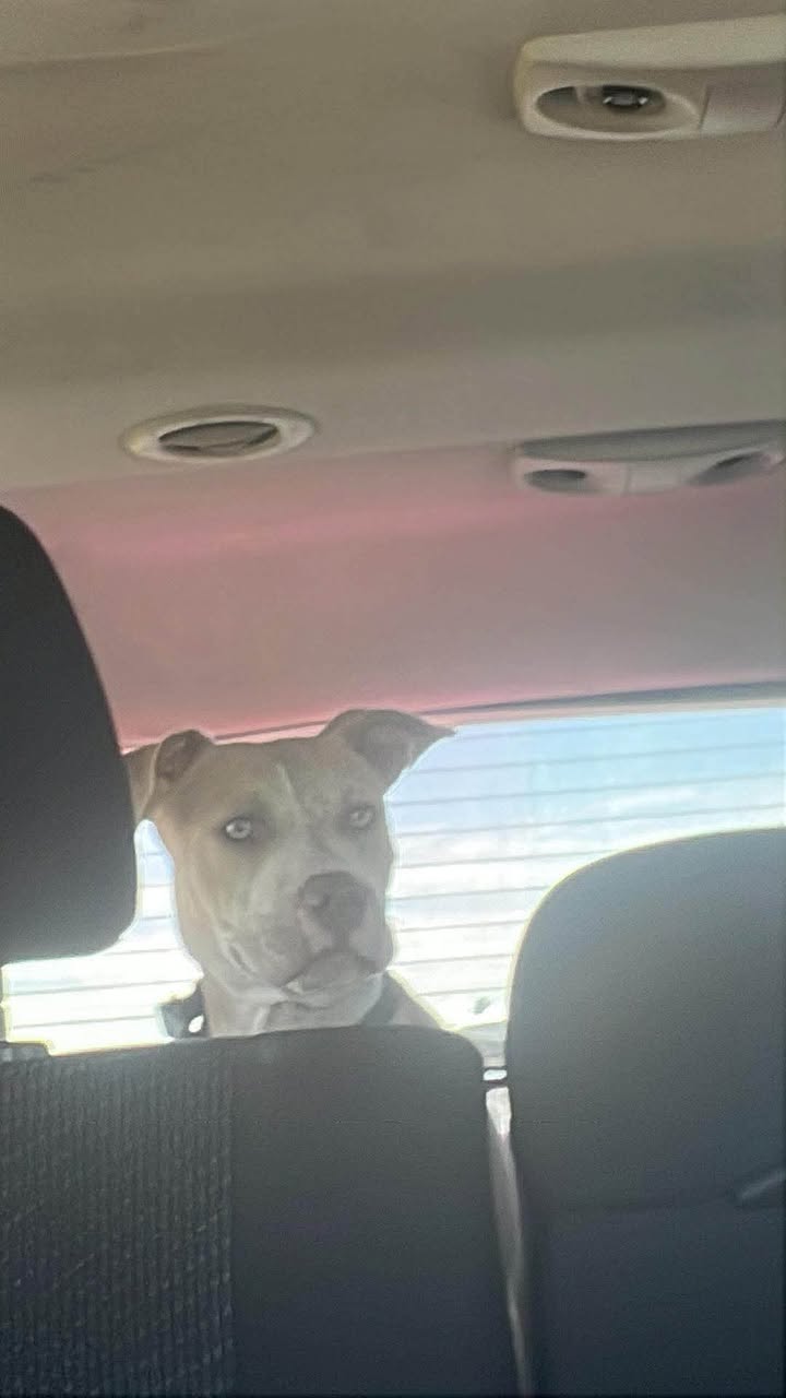 Lost Dog in Tucson