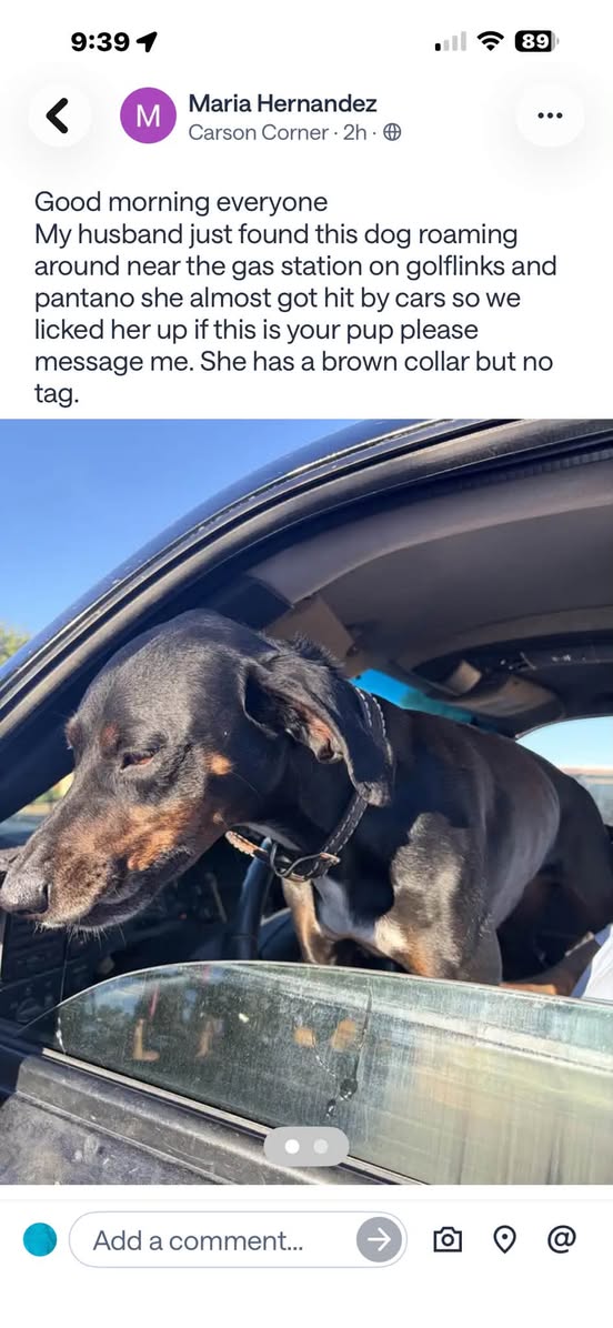 Found dog