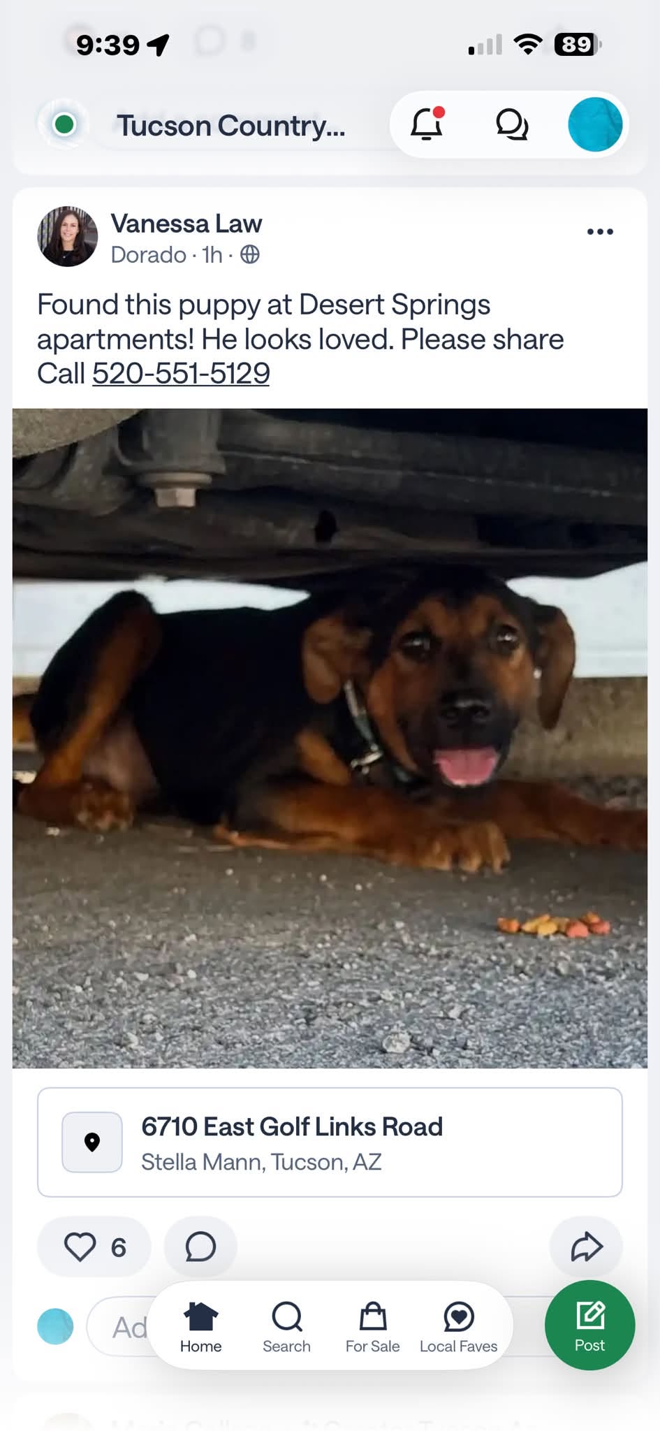 Found dog