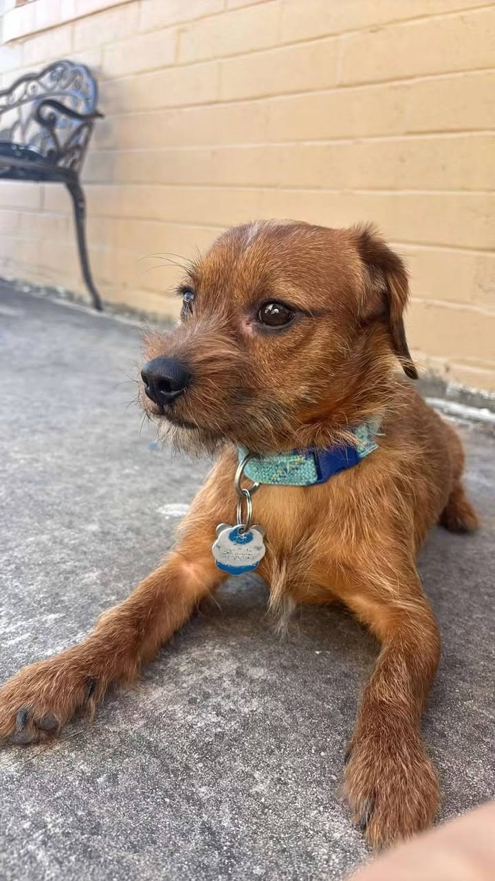 Lost Dog in Pantano And Broadway