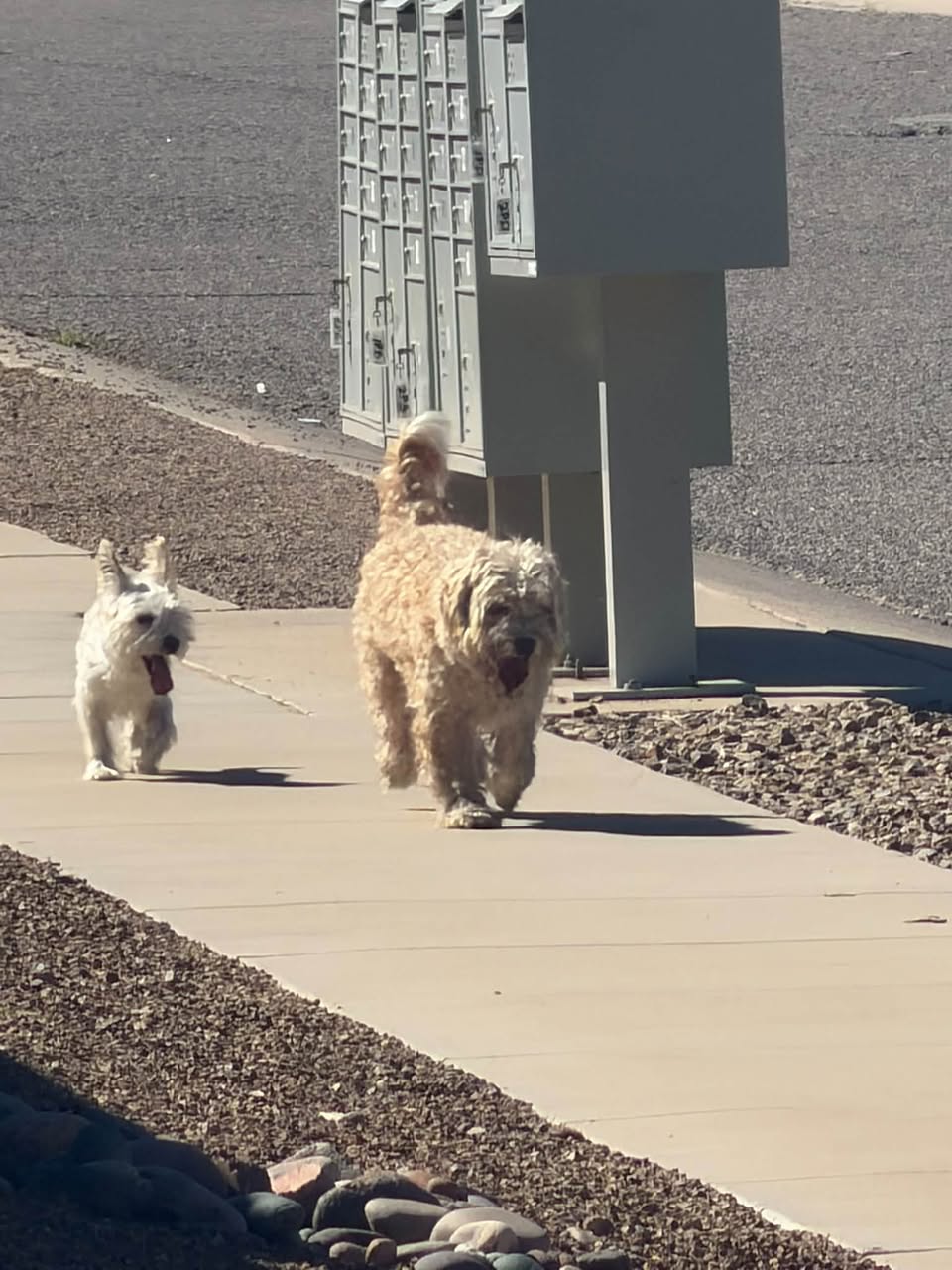 Found dog
