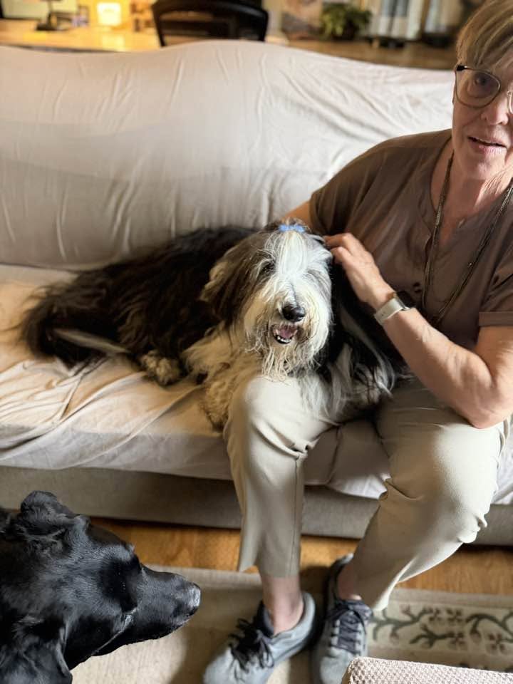 Found dog